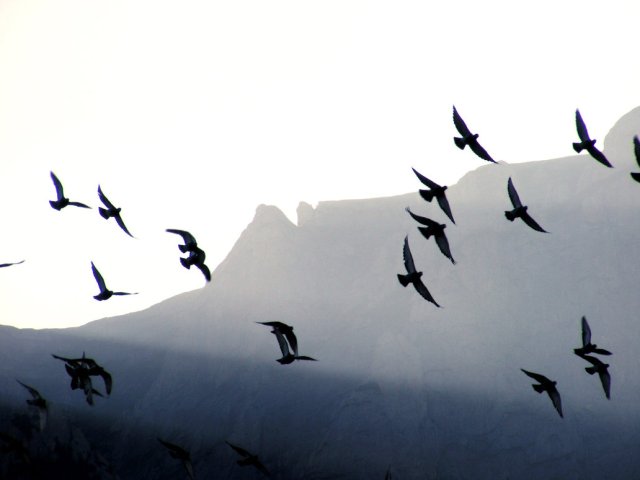 free_birds_by_wlad07